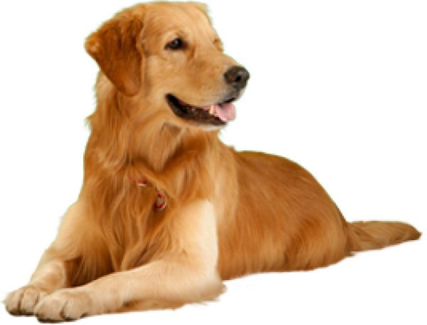 Golden Color Dog Png