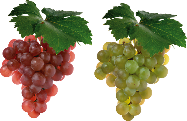 Grape Free PNG Image Download 12