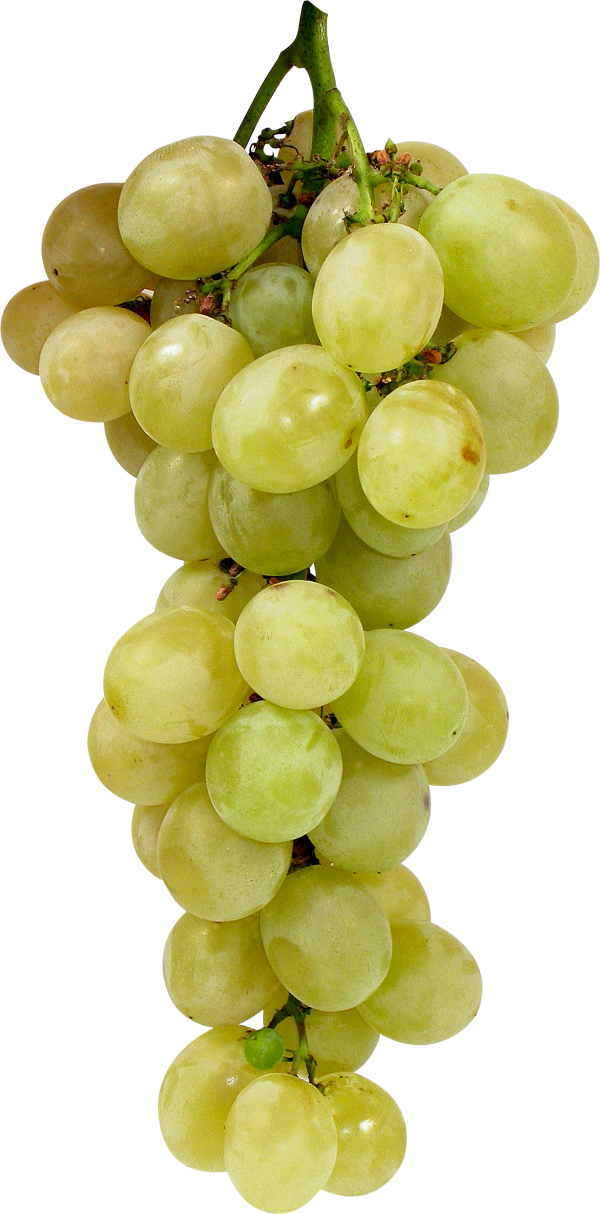 Grape Free PNG Image Download 20