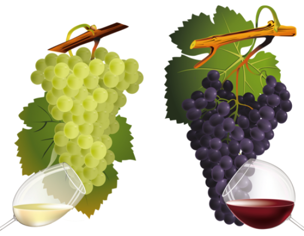 Grape Free PNG Image Download 46