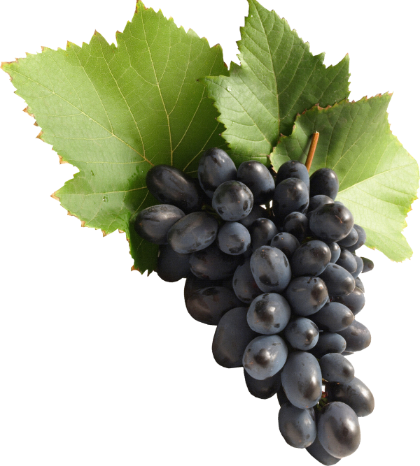Grape Free PNG Image Download 48