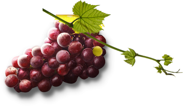 Grape Free PNG Image Download 53