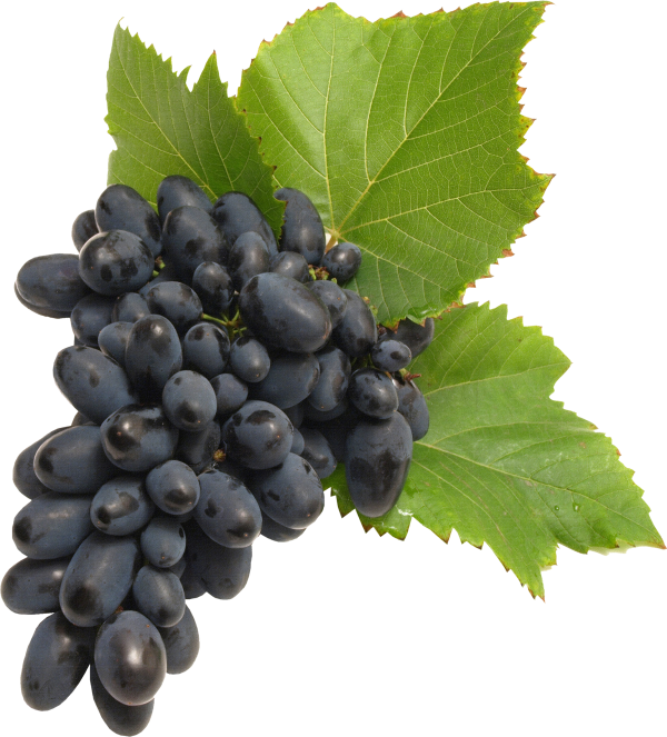 Grape Free PNG Image Download 54