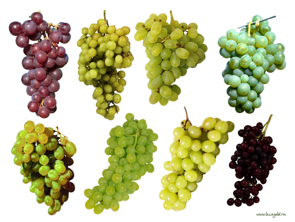 Grape Free PNG Image Download 57
