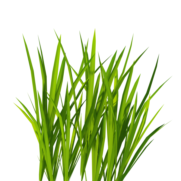 Grass Free PNG Image Download 31