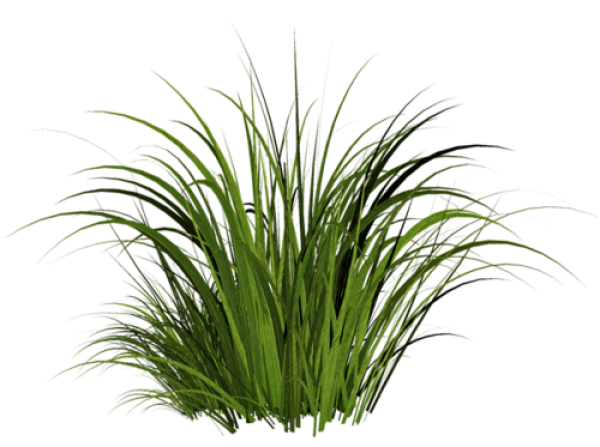Grass Free PNG Image Download 34