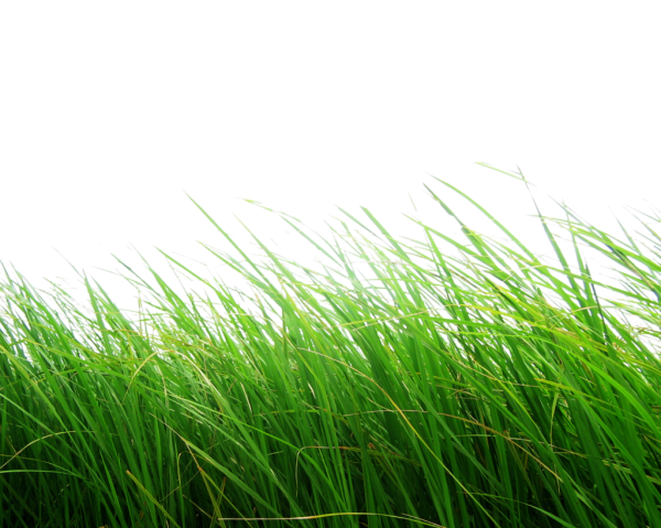 Grass Free PNG Image Download 39