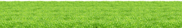 Grass Free PNG Image Download 43