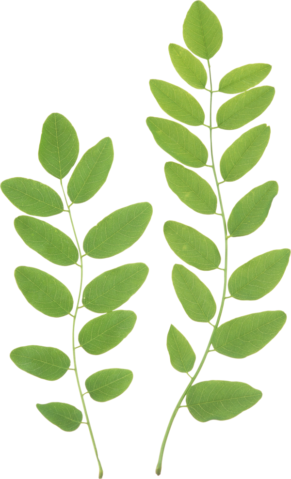Green Leaves Free PNG Image Download 11