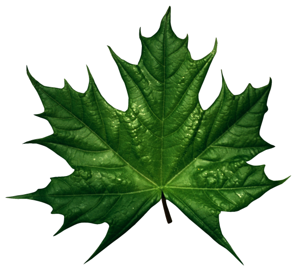 Green Leaves Free PNG Image Download 12