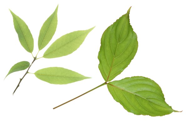 Green Leaves Free PNG Image Download 15