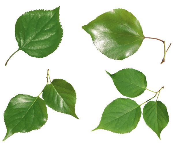 Green Leaves Free PNG Image Download 16