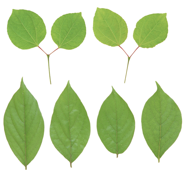Green Leaves Free PNG Image Download 18
