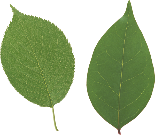 Green Leaves Free PNG Image Download 24