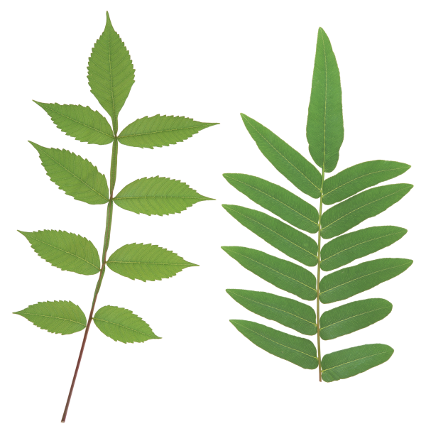 Green Leaves Free PNG Image Download 26