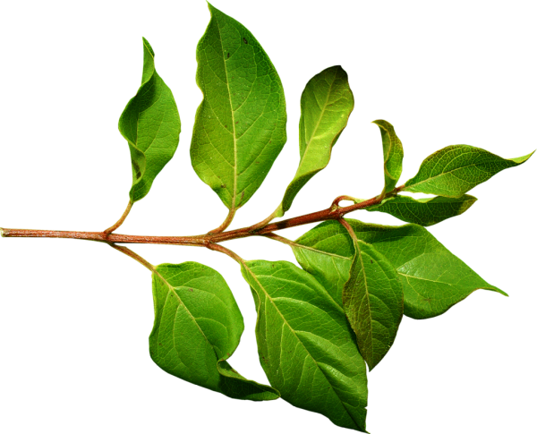 Green Leaves Free PNG Image Download 32