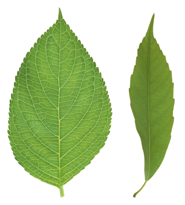 Green Leaves Free PNG Image Download 33