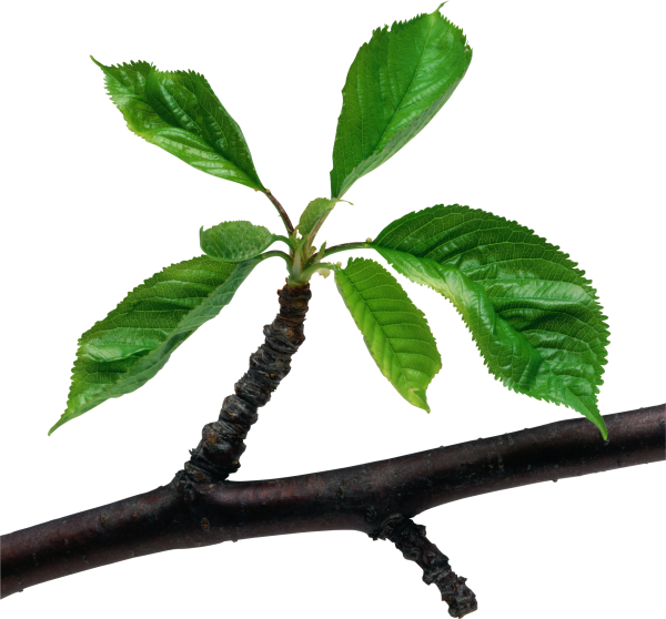 Green Leaves Free PNG Image Download 35