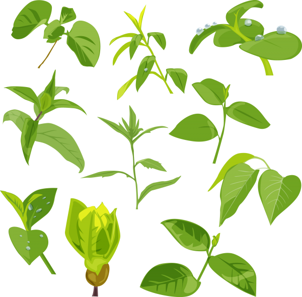 Green Leaves Free PNG Image Download 40