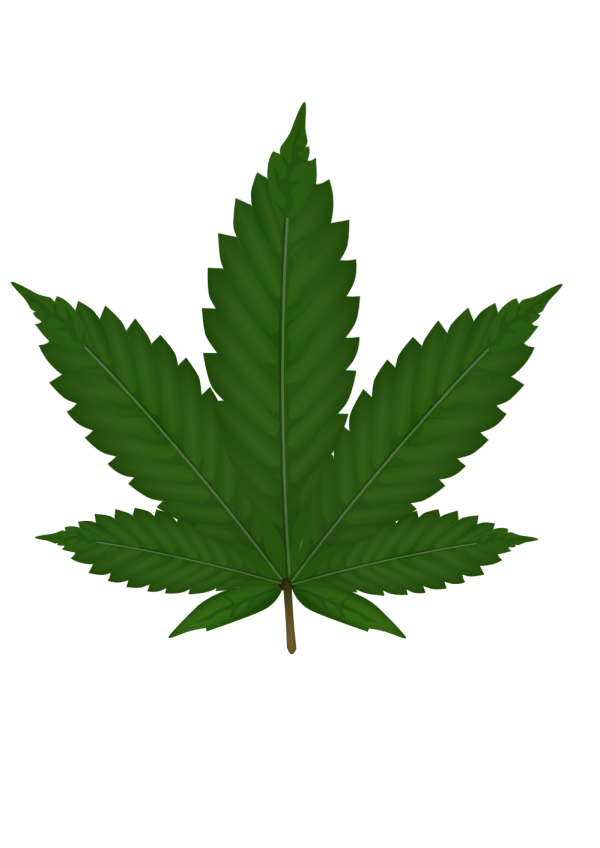 Green Leaves Free PNG Image Download 45
