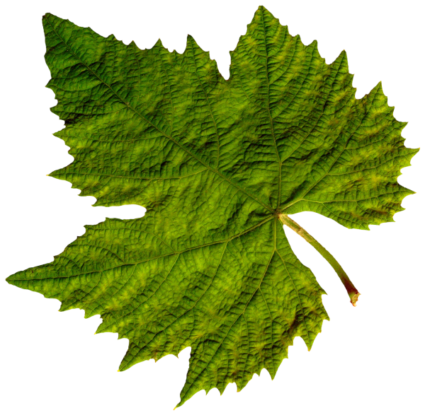 Green Leaves Free PNG Image Download 47