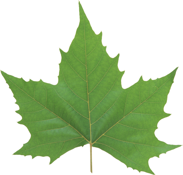 Green Leaves Free PNG Image Download 50