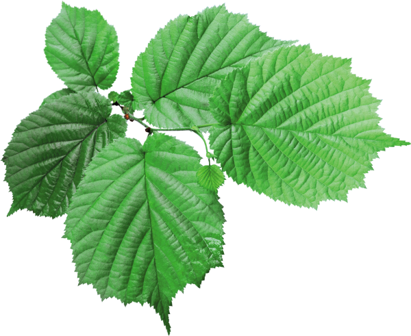 Green Leaves Free PNG Image Download 54