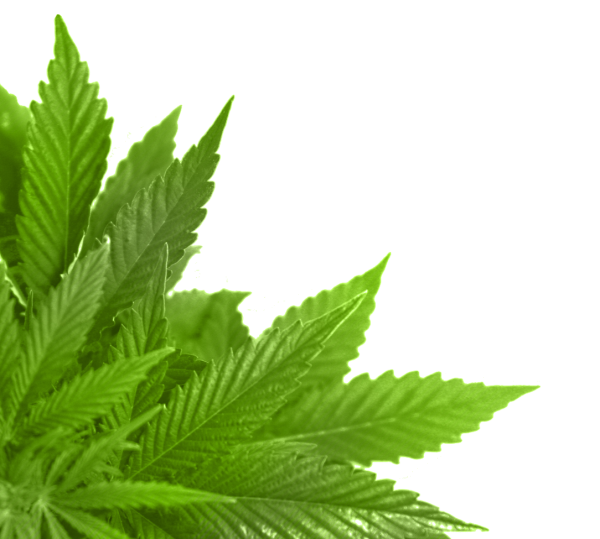 Green Leaves Free PNG Image Download 56