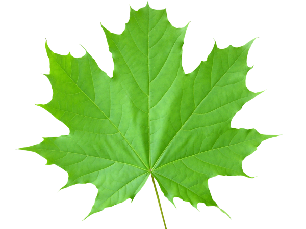 Green Leaves Free PNG Image Download 63