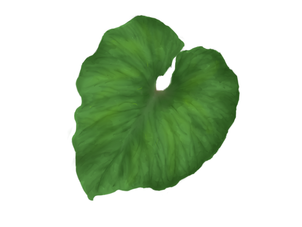 Green Leaves Free PNG Image Download 65