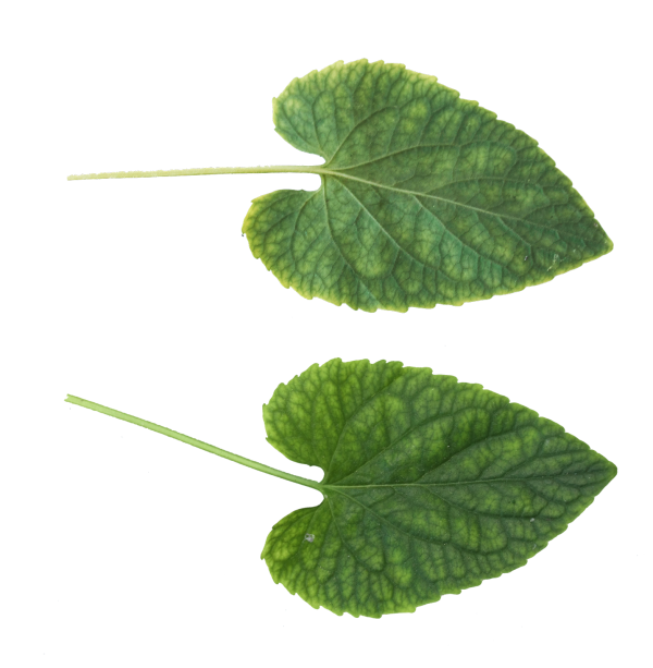 Green Leaves Free PNG Image Download 66