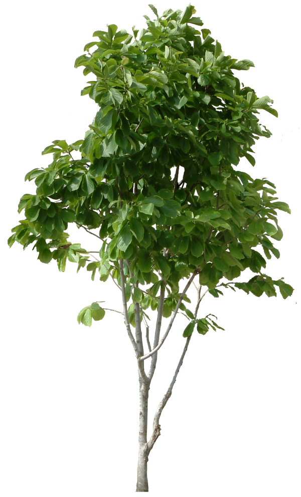 Guava Tree Png
