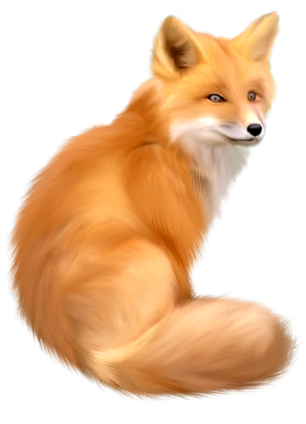 HD fox png