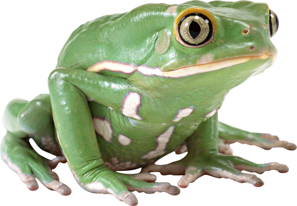 hd free frog png download