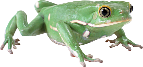 hd frog free png download