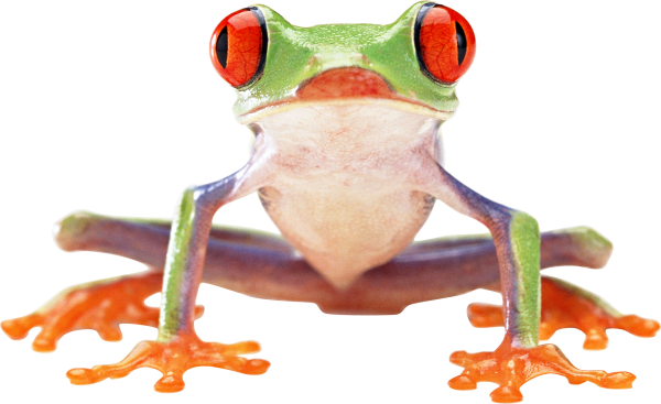 hd frog png