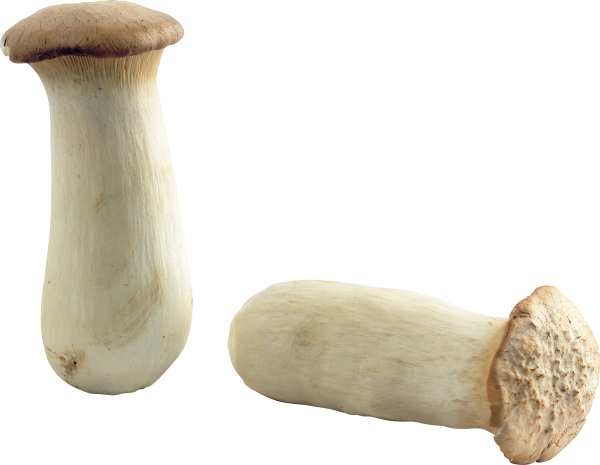 head cuted mushroom free download png