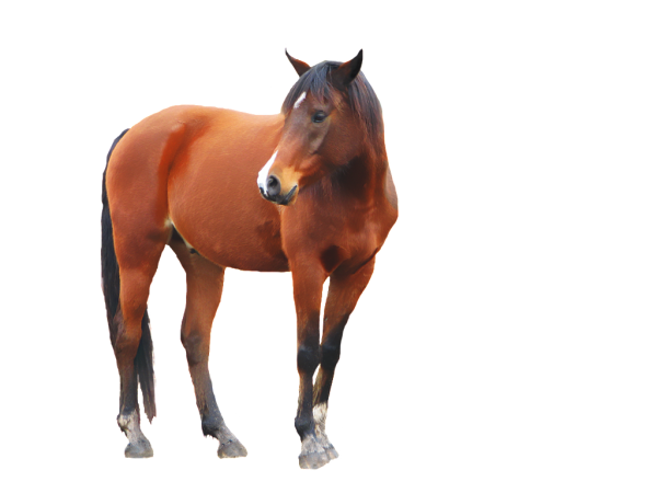 Horse PNG Free Image Download 32