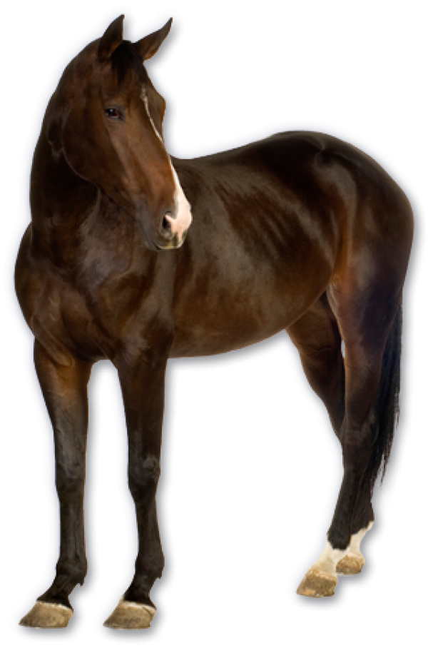 Horse PNG Free Image Download 33