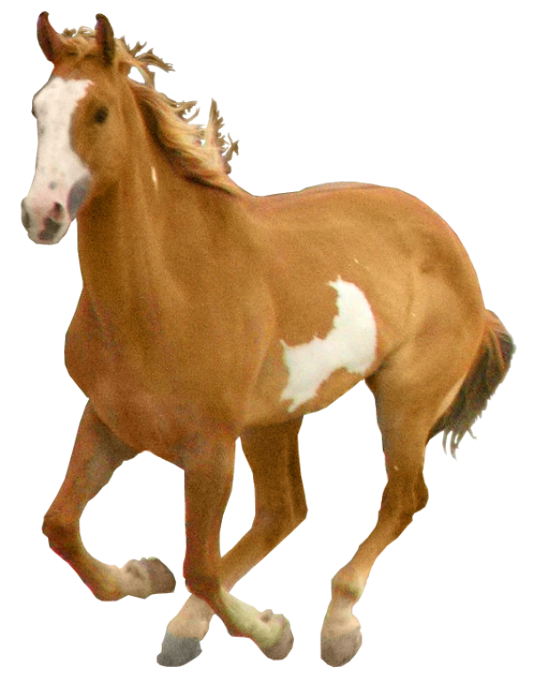 Horse PNG Free Image Download 35