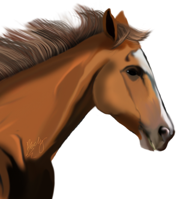 Horse PNG Free Image Download 47