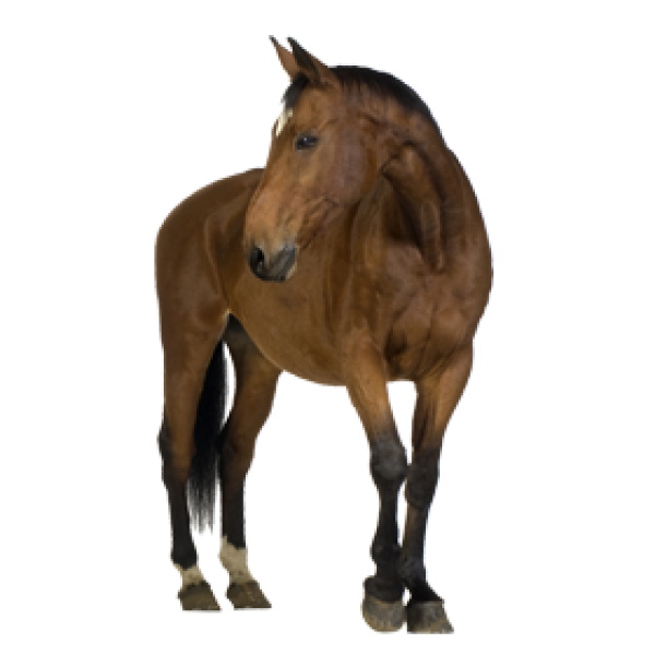 Horse PNG Free Image Download 64