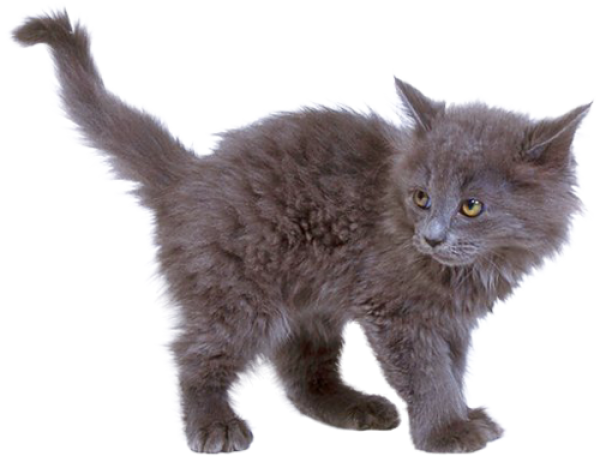 Kitten Png