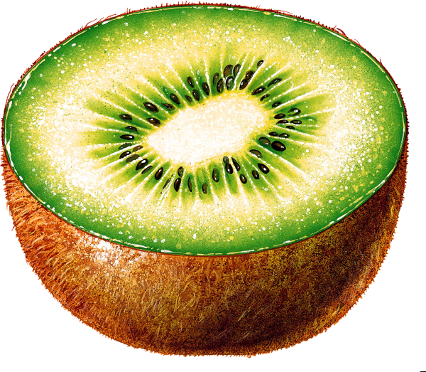 Kiwi PNG Free Download 1