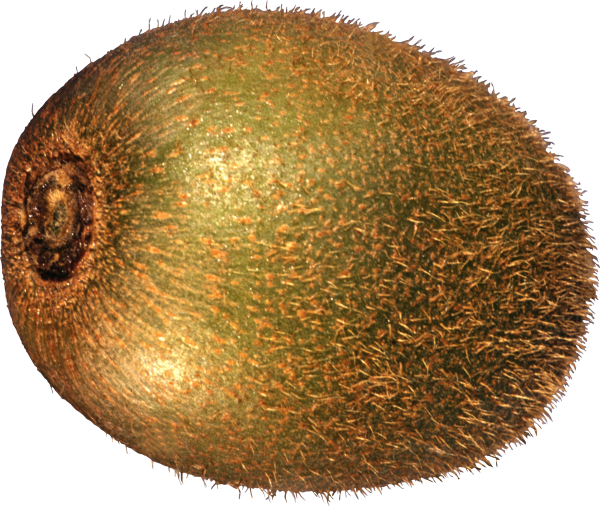 Kiwi PNG Free Download 5