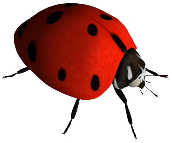 Lady bug PNG Free Download 1