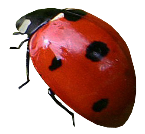 Lady bug PNG Free Download 2