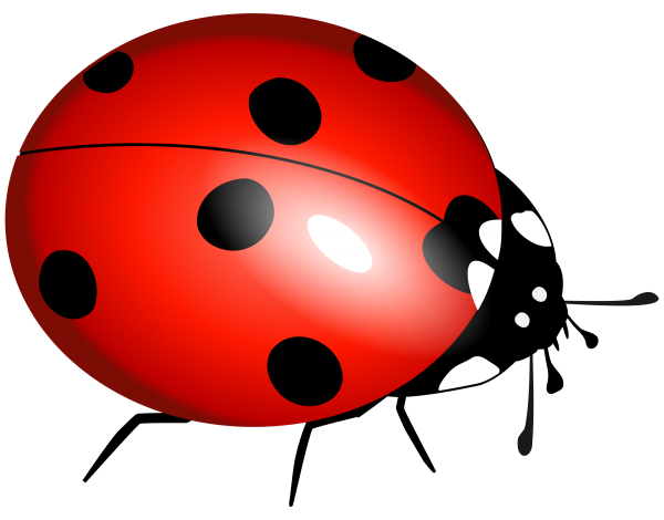 Lady bug PNG Free Download 4