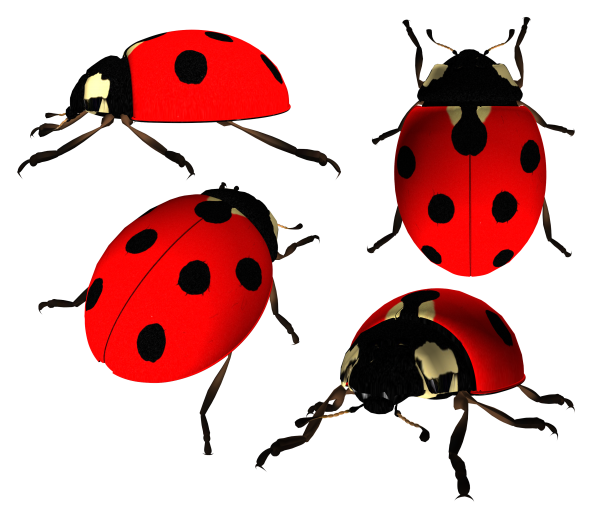 Lady bug PNG Free Download 5