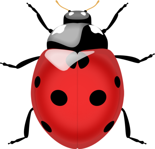 Lady bug PNG Free Download 7